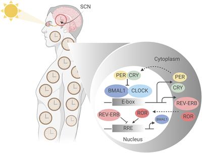 Chronovaccination: Harnessing circadian rhythms to optimize immunisation strategies